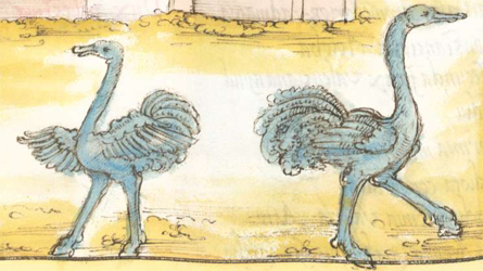 Dux Arabiae Ostriches.png