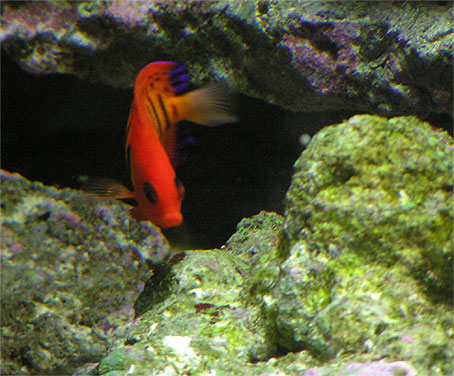 Centropyge loricula